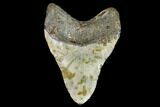 Fossil Megalodon Tooth - North Carolina #105011-2
